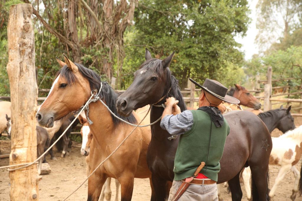 Pferdetrekking in Chile - Cowboy Experience