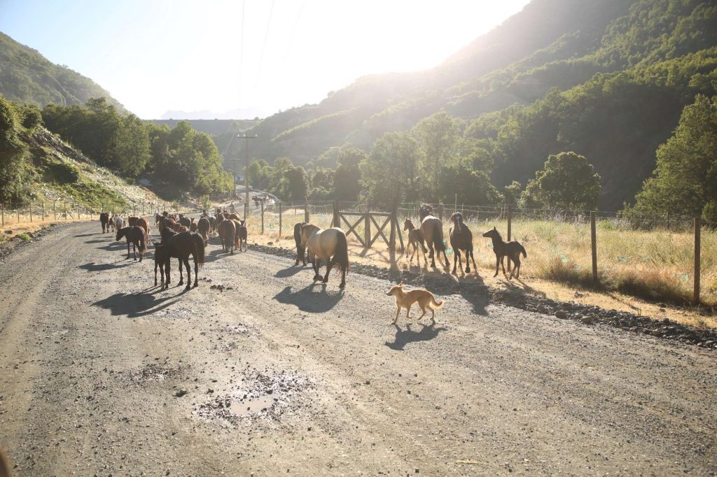 Pferdetrieb in Chile