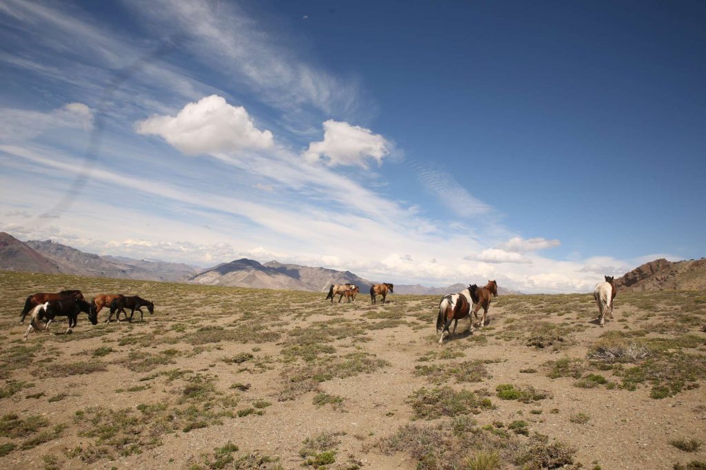 Wir sehen Wilde Pferde in Chile, Region Maule beim Pferdetrekking