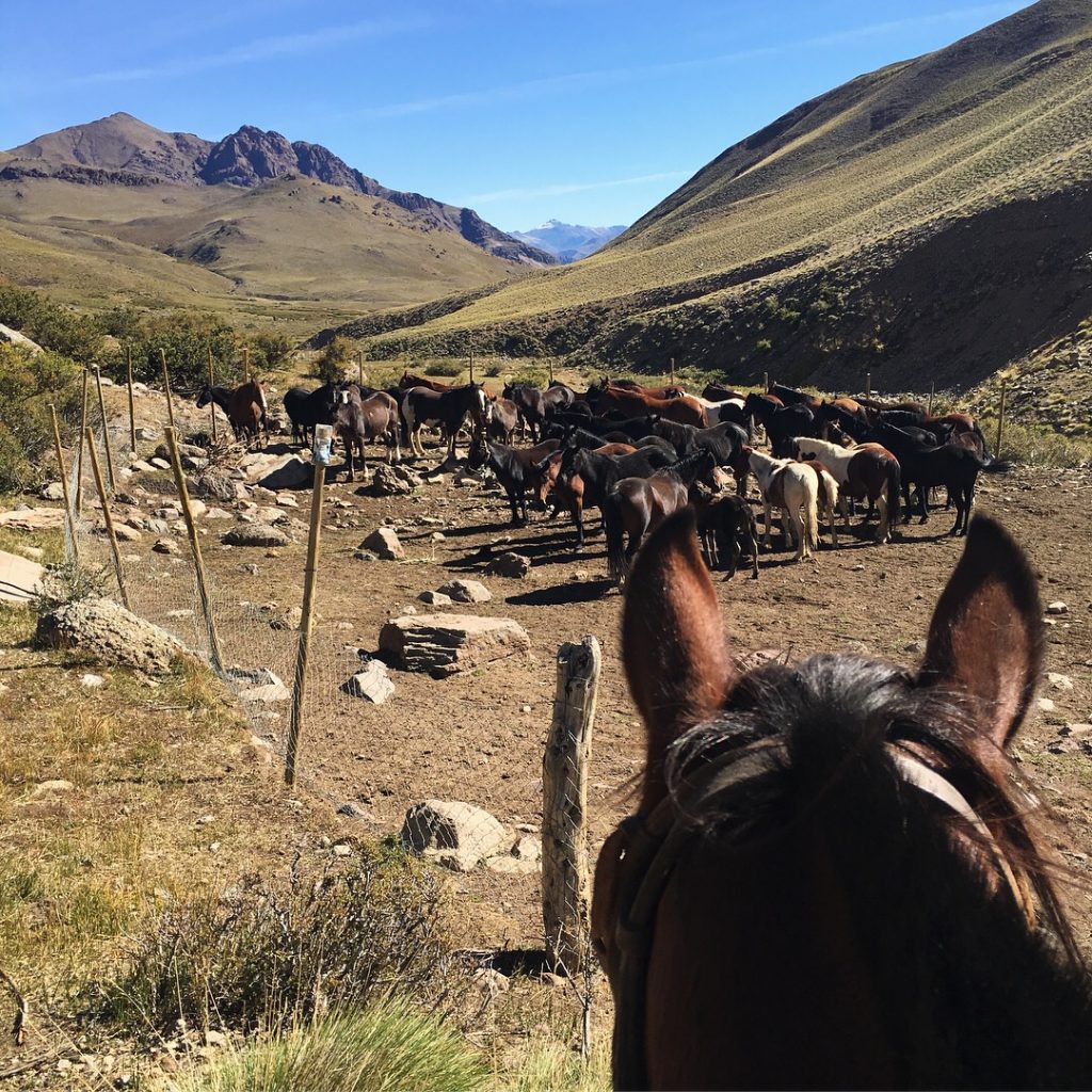 adventure travel with Chile horse Riding: Picking up the mares from the corral. Ready to spend the whole day in the saddle!