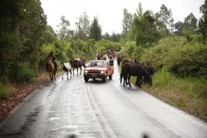Pferdetrekking Chile - Auto überhold wilde Herde
