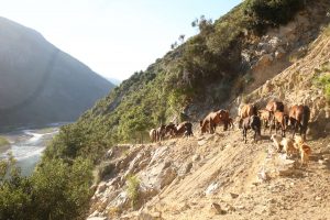 Pferdetrieb im Valle Melado